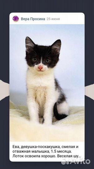 Кошки в добрые руки бесплатно