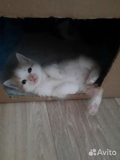 Кошка