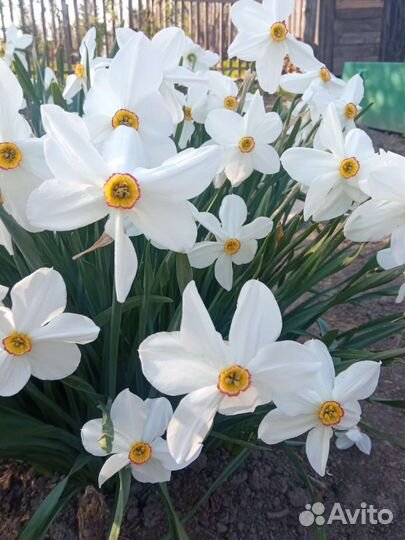 Нарцисс с запахом