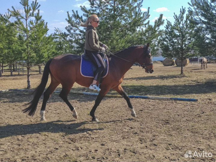 Жеребец тракен