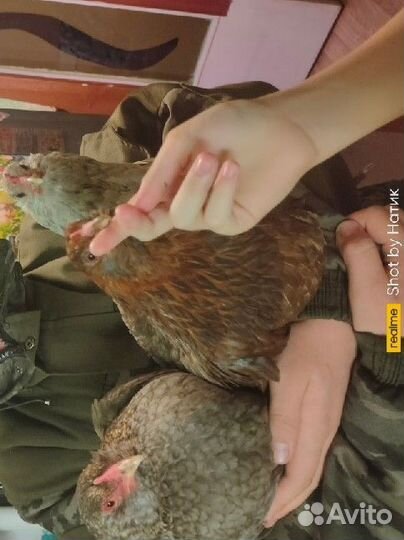 Яйцо инкубационное