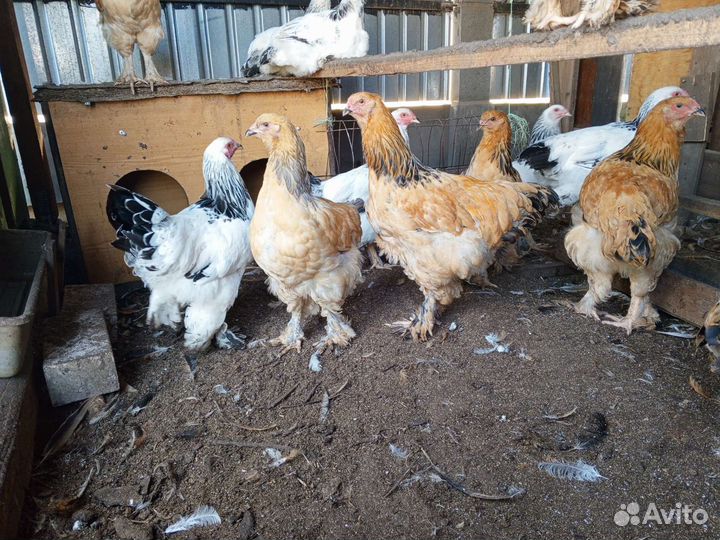 Молодые петушки Брама полевые, Белая