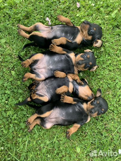 Цвергпинчер