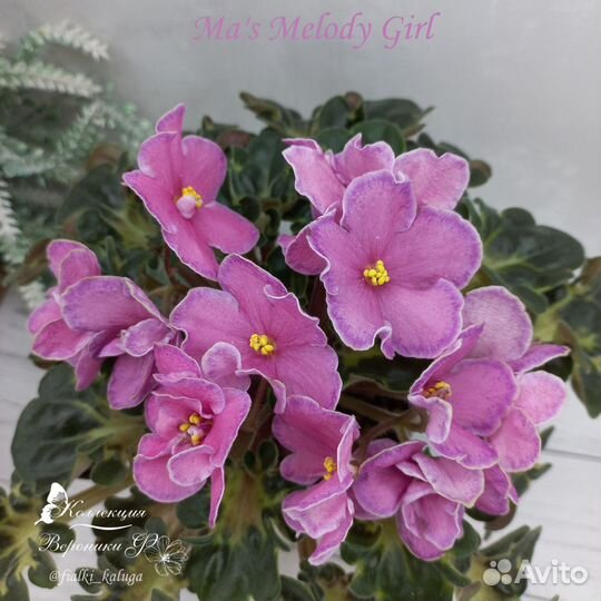 Цветущие сортовые фиалки