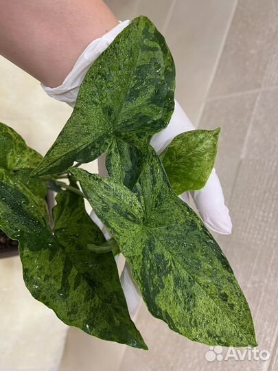 Сингониум Mottled arrowhead