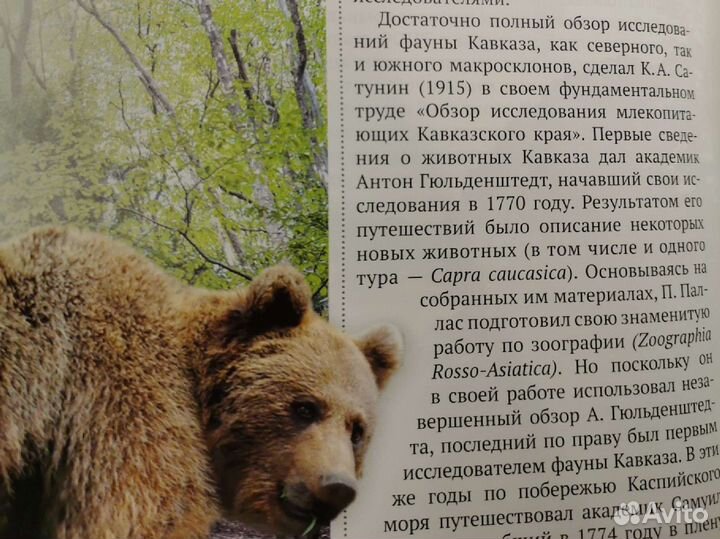 Монография Бурый медведь на Кавказе