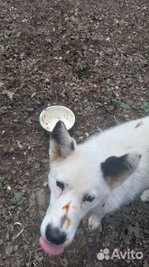 Собака в добрые руки