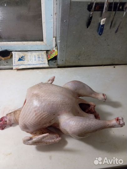 Мясо утки, гуся, кур