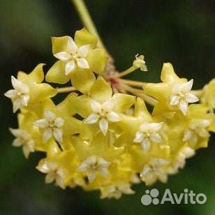 Хойя Nicholsoniae 