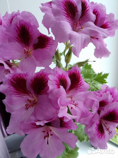 Пеларгония Аристо лавандер