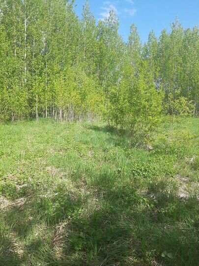 Участок 15 сот. (ИЖС)