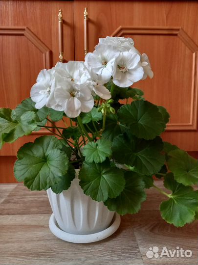 Продам черенки герани, пеларгонии