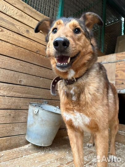 Собаке очень нужно в семью