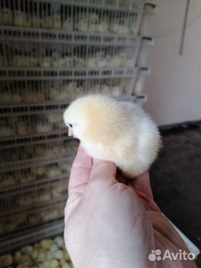 Продажа домашней птицы