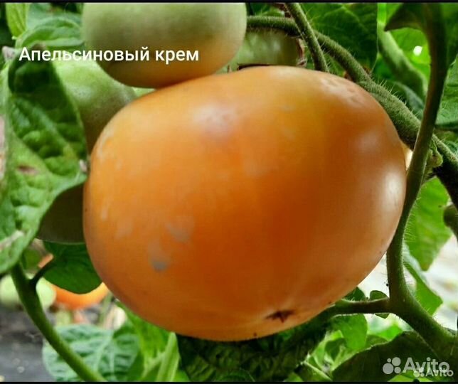 Семена томата гнома Апельсиновый Крем