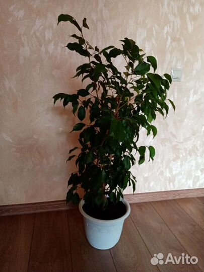Фикус бенджамина пестролистный
