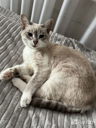 Кошечка в добрые руки