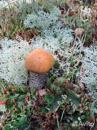 Грибы замороженые