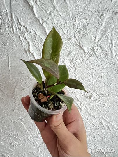 Хойя, Ледебурия