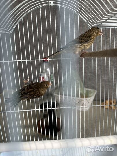 Кенара и канарейки