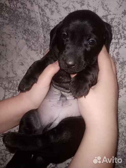 Собаки щенки таксы