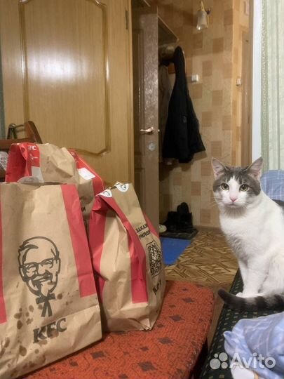 Отдам кота в добрые руки
