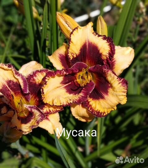 Лилейники сортовые, медуница