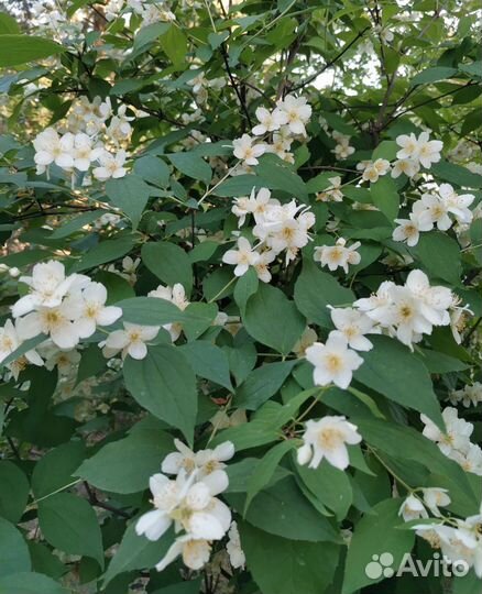 Декоративные растения для сада. Кустарники