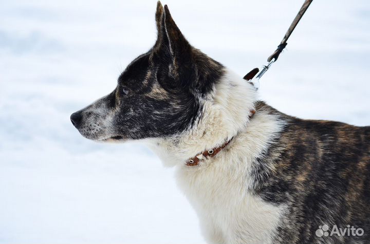 Щенок 7 мес девочка в добрые руки