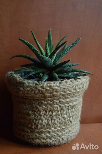 Суккуленты