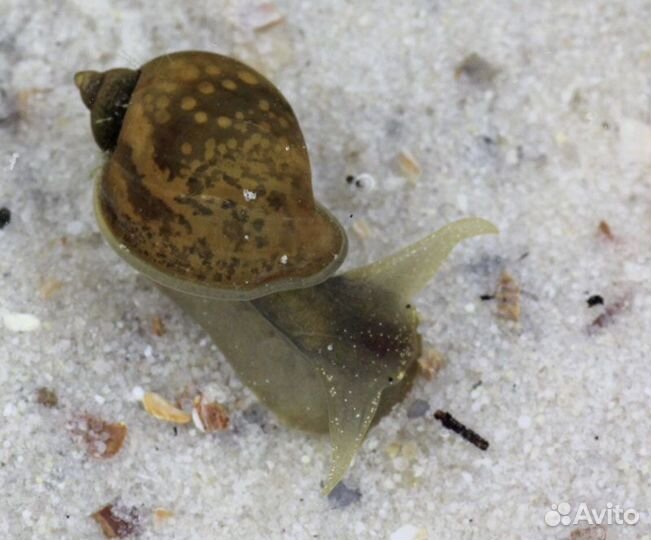 Улитки Покемон