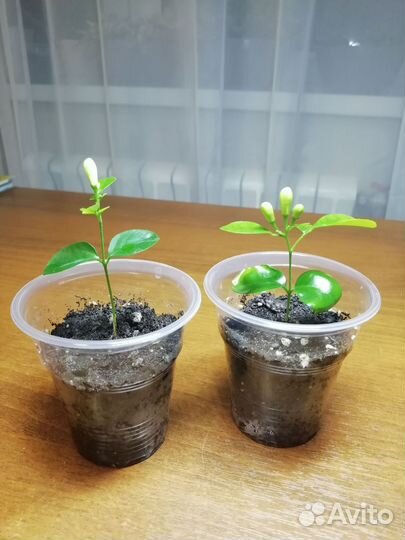 Муррайя, калатея