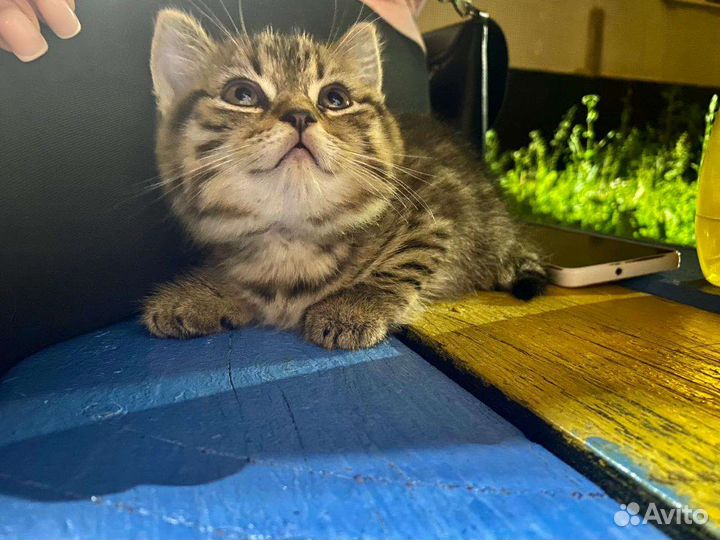 Шотландские котята