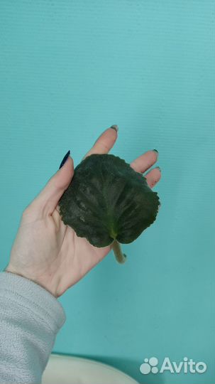 Фиалка Blue Dragon листья