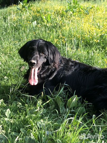 Вязка чёрный флет(ретривер)