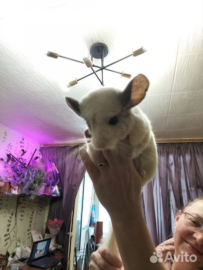 Шиншила