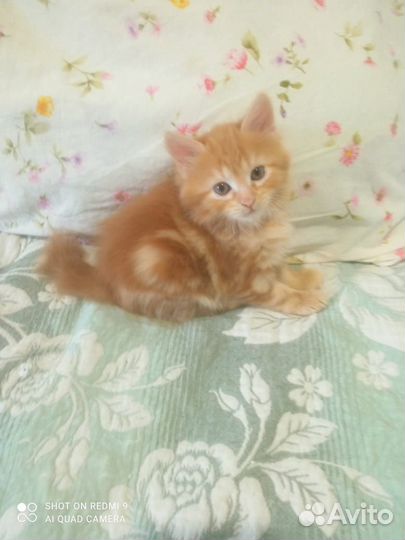 Котёнок бобтейл бесплатно