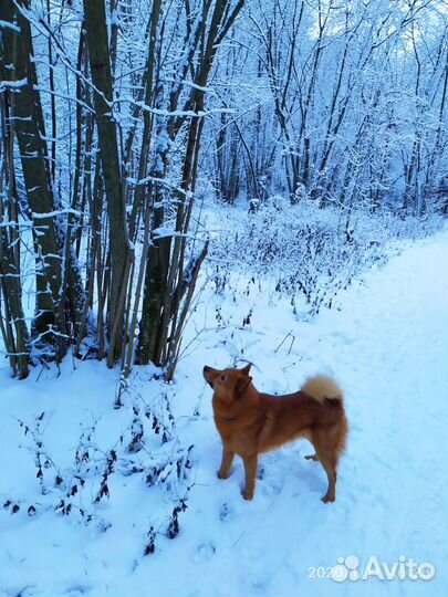 Вязка карело-финская лайка