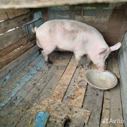 Хряк на племя