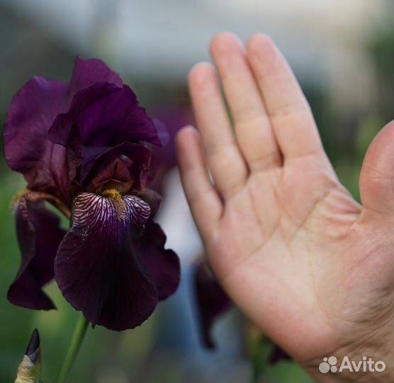 Сортовые ирисы