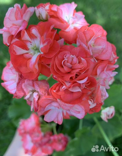 Пеларгония Dung geul miso