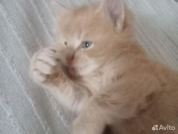 Котята мейн-кун
