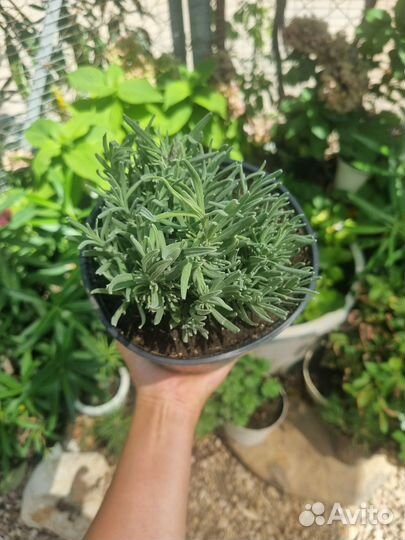 Саженцы розовой лаванды Розеа