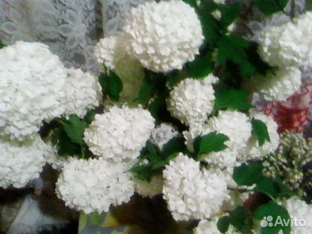 Садовые растения