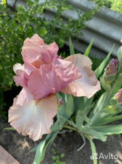 Ирисы сортовые