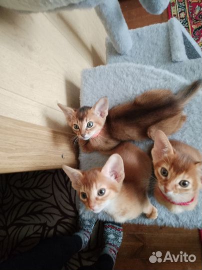 Абиссинские котята с документами