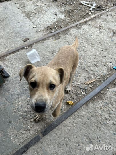 Щенок в добрые руки