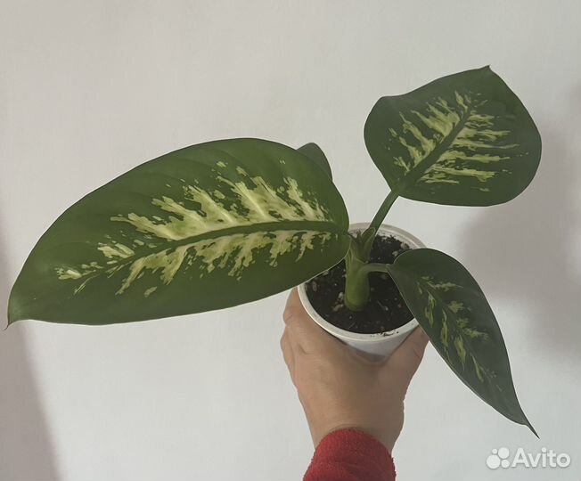 Диффенбахия тропик сноу