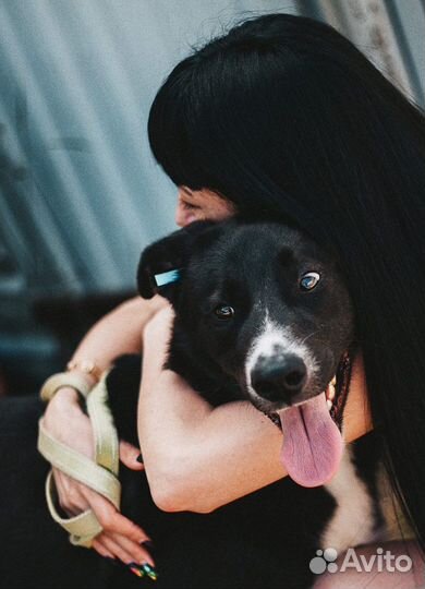 Собака в добрые руки отдам бесплатно