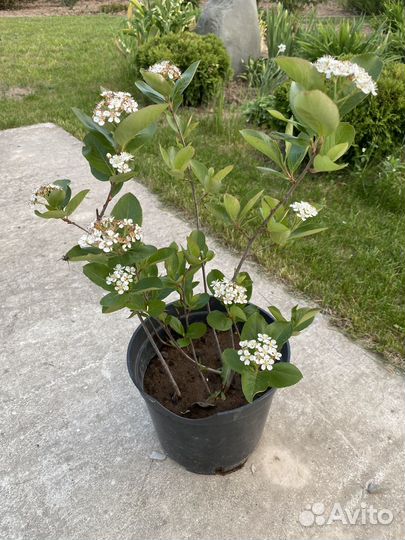 Черноплодная рябина саженцы